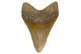 Serrated, Fossil Megalodon Tooth - North Carolina #345669-2